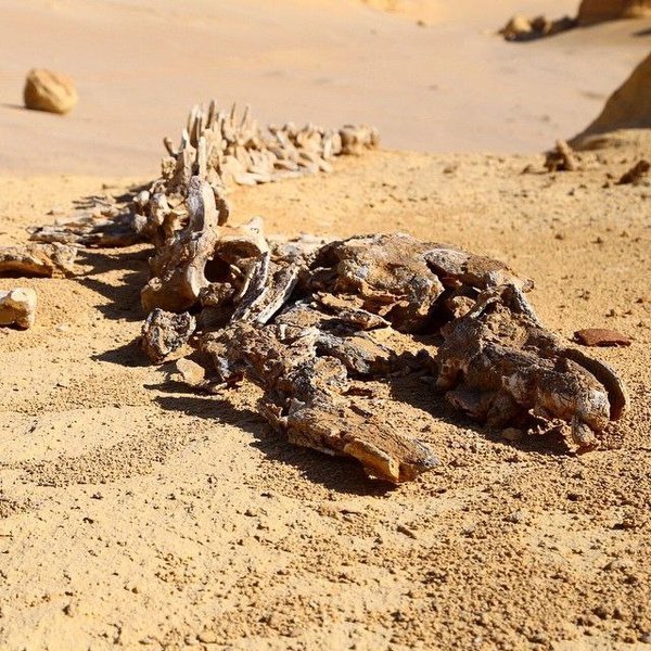 Fayoum Oasis Egypt Travel Guide: Things To Do, Tours & Desert Adventures