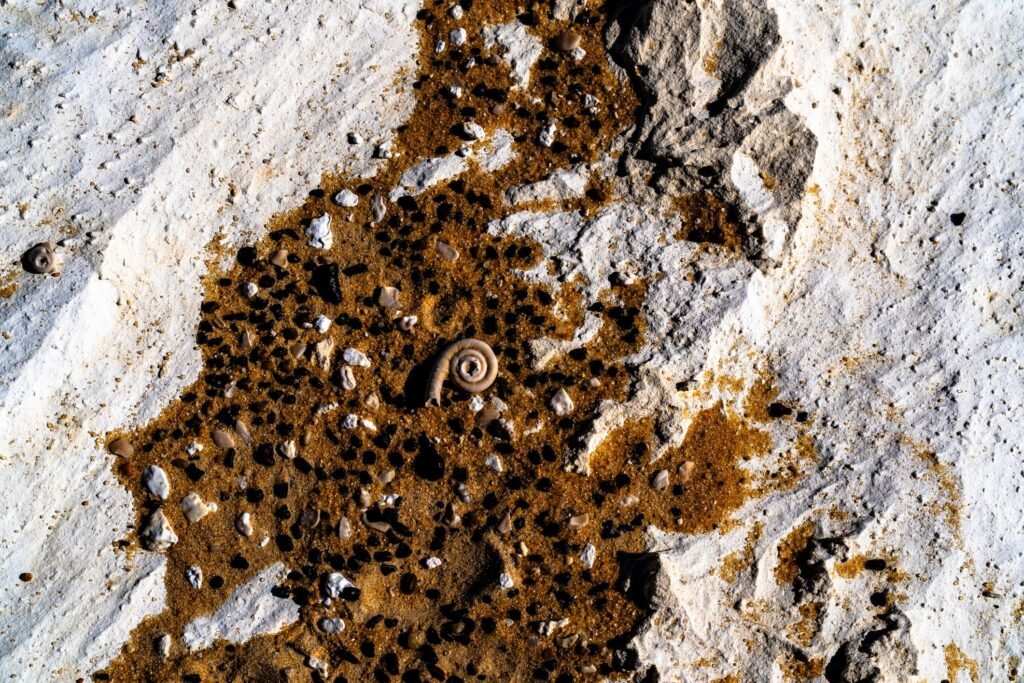 White Desert Egypt Fossils: Ancient Sea Life in the Sahara