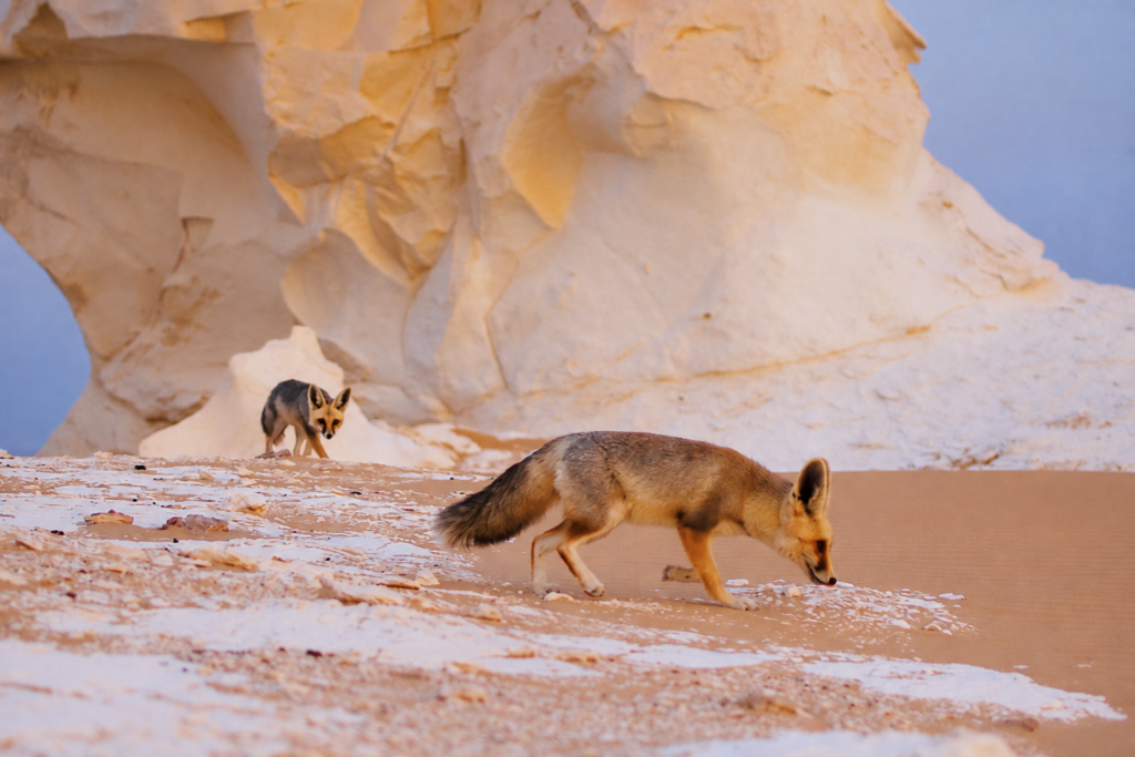 White Desert Egypt Wildlife: Animals, Birds & Desert Life